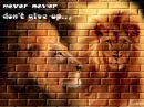 Don't give up - lion