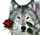 Wolf with Rose 