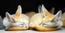 Fennec Fox