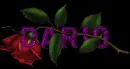 Red rose -- Dario