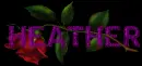 Red rose -- Heather