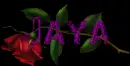 Red rose -- Jaya 