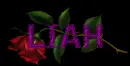Red rose -- Liah