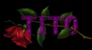 Red rose -- Tito 
