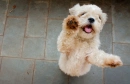 cutie