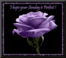 hope your Sunday is perfect