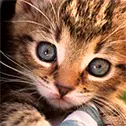 a baby kitty