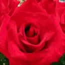 Red Rose Practice