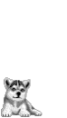 siberian husky puppy