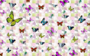 BUTTERFLY FANTASY