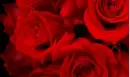 red rose wallpaper