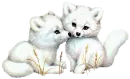BABY CUBS