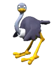 ostrich