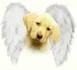 puppy angle
