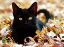 black cat