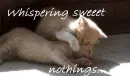whispering sweet nothings