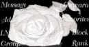 White Rose