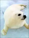 seal