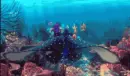 nemo