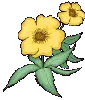 yellow flowers