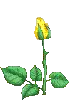 yellow rose