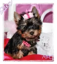 pupy