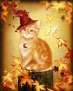 Autumn Cat Magic