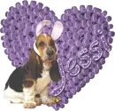 purple heart bassat dog Jessi