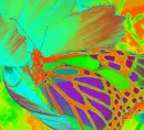 butterfly