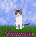 Damaris
