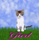 Gied
