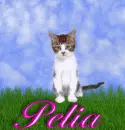 Pelia