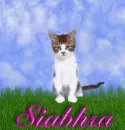 Siabhra