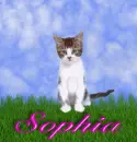 Sophia