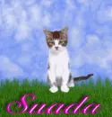 Suada