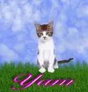 Yam