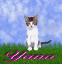 Yana