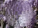 PURPLE SPARKLING SPHERE
