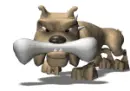 bulldog and bone