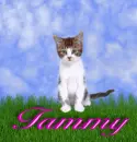 Tammy