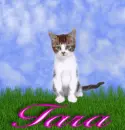 Tara