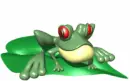 red eyed tree frog
