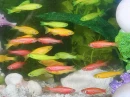 GloFish