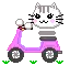 scooter cat
