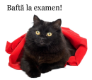 Beautiful Cat