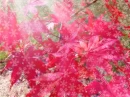Red Leaves