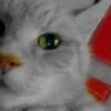 Katie Cat