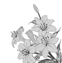 Flower - kwiat
