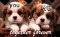 You + ME PUPPIES