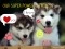 HUSKY LOVE